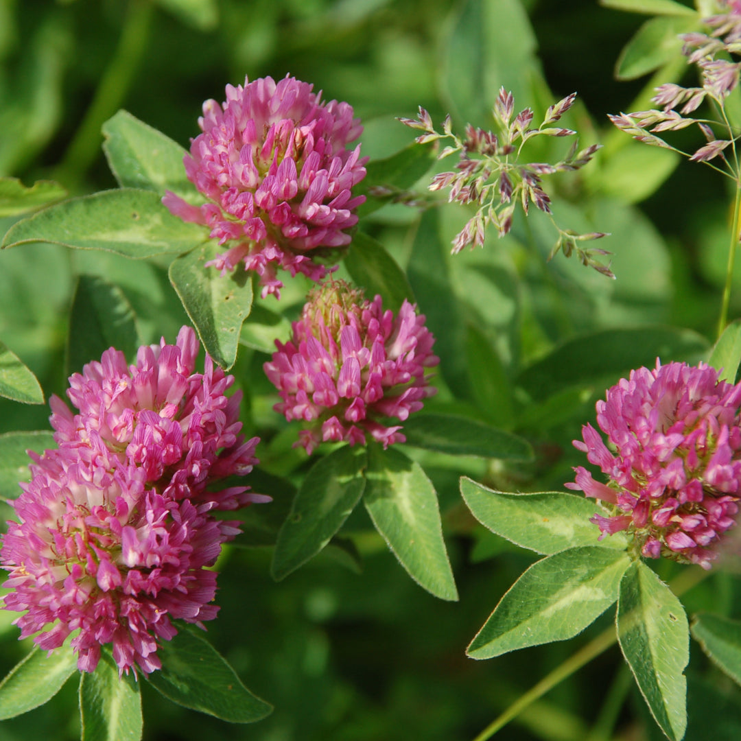 Red Clover Extract