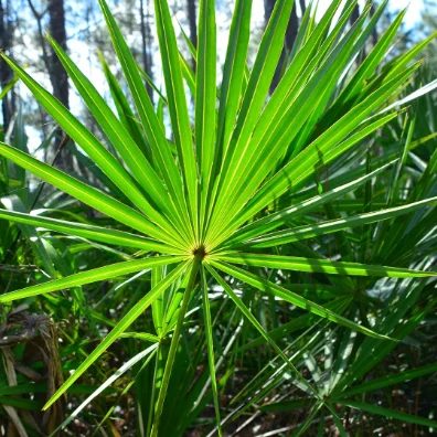 Saw palmetto