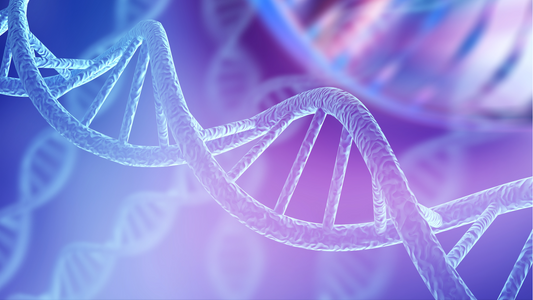 DNA Repair: The Hidden Key to Longevity and Lasting Health