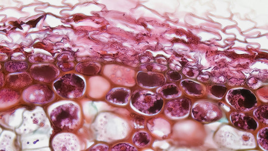 What Is Cellular Health – And Why It Matters More Than You Think