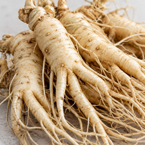 Panax ginseng