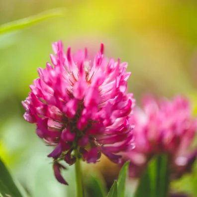 Red clover